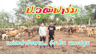 EP.3​ พา​ชม​แม่​เหล่า​วัว​ลาน.. ป.​วุฒิ​ฟาร์ม​ วัง​เย็น​ นครปฐม​