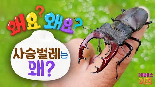 턱과 뿔의 대결?ㅣ장수풍뎅이와 사슴벌레는 왜?ㅣ왜요? 왜요? 궁금할 만두ㅣKBS 240613 방송