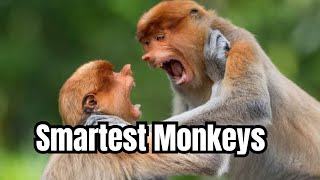 Proboscis Monkeys - the smartest monkey on earth