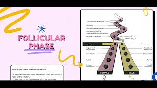 VET ENDO | The Follicular Phase (Reproductive Cyclicity) | Chapter 8 (Senger) 4DVM-B