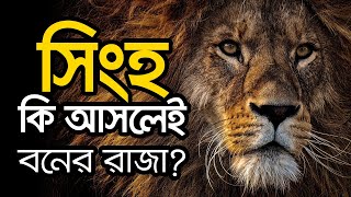 সিংহ কি আসলেই বনের রাজা ? সিংহ কিভাবে বনের রাজা হয় ? Lion Mentality