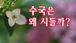 수국은 왜 시들까?