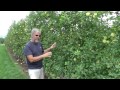 090512vlog - Lindamac vertical axis yield AND Fruiting Wall vs. Tall Spindle Apple yield