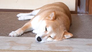 熟睡の柴犬に散歩って言ったらびくって即反応するの面白すぎました