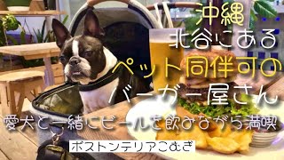 沖縄 北谷にあるペット同伴可のバーガー屋さんでビールを飲みながら満喫🍺【ボストンテリア】こむぎ