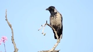 ♪鳥くん野鳥動画（Israel･ｲｽﾗｴﾙ）HootedCrowハイイロガラス