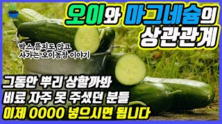 오이의 품질과 수확량을 올려버린 상주오이농장 사례!! - 절대 놓치지 말아야 할 오이와 마그네슘에 대한 글로바이오의 명쾌한 강의