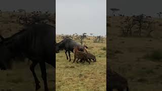 Wildebeest Eaten Alive and Brutally  by a Clan of Hyena at Masaai Mara Kenya 🇰🇪