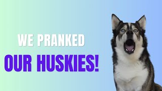 Pranking our huskies! (See their reactions!!)