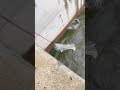 Biggest FISH Catch EVER with 7 Net Fishing