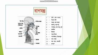 বাগযন্ত্র কি? বাগযন্ত্র কাকে বলে?