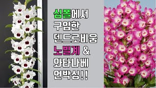 심폴에서 구입한 덴드로비움 꽃봉오리 언박싱