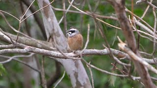 西湖野鳥の森公園のホオジロ（雄）の地鳴き　その２（4K60P動画）