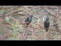 singing common starling זרזיר מצוי מזמר