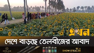 আঙিনা ও পতিত জমিতেও চাষ হচ্ছে সূর্যমুখী | Oil Seeds | Sunflower Cultivation | Ekhon TV