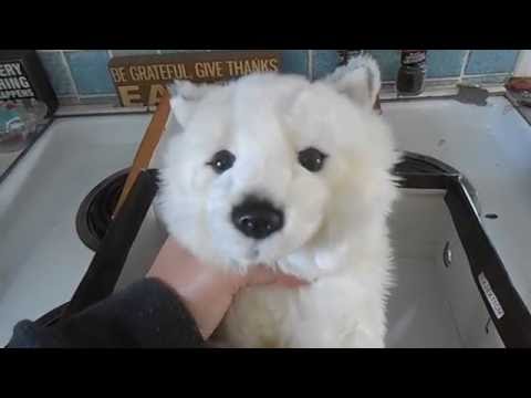 How to Make a Webkinz Signature Arctic Fox How to Make a Webkinz Signature Arctic Fox