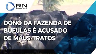 Delegado pede prisão de dono da fazenda de búfulas acusado de maus-tratos