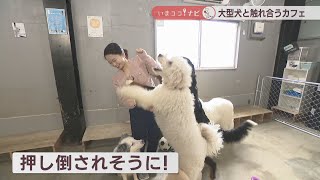 モフモフの大型犬と触れ合えるカフェ　かわいいアクセサリーや小物の企画展も　岡山・香川【いまココ！ナビ」