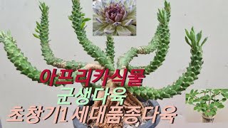 (8월15일)아프리카식물   군생다육  초창기 1세대품종다육