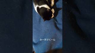 うん、まぁ似たようなぬくぬくではあるね😂【猫の扁平上皮癌】#扁平上皮癌 #ねこのいる暮らし #cat #闘病中