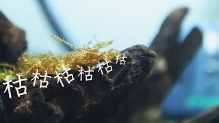 モスが枯れた・・・スリム水槽立ち上げ30日報告