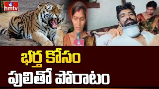 Live: భర్త కోసం పులితో పోరాటం | Woman Fight With Tiger To Save Husband | Asifabad District | hmtv