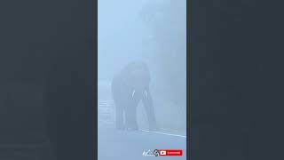 Asian tusker elephant eat alone on the road