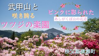 色鮮やかなツツジと武甲山　あしがくぼ山の花道２【埼玉県秩父郡横瀬町】