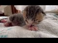 赤ちゃん猫を保護。7日目記録用動画。