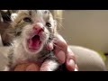 赤ちゃん猫を保護。7日目記録用動画。