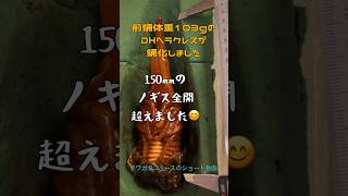 初めてのヘラクレス蛹化が予想を超えてきました！【Dynastes hercules】