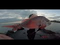 red snapper go crazy portarlington on pilchards 75cm shimano fishing snapper wildlife