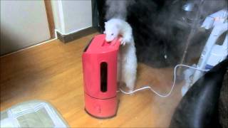 フェレット 加湿器と鼬たち　A humidifier and a ferret