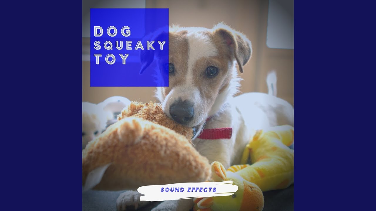 Dog Squeaky Toy Sound Effects Youtube Music