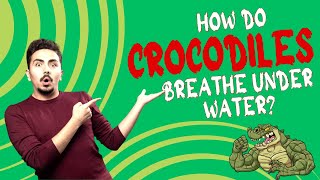 How do crocodiles breathe underwater?