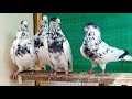 35 walay kabootar 35 walay kabootar ki pehchan sialkoti pigeons