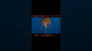 不思議な生き物ですね…アカクラゲ…新江ノ島水族館より