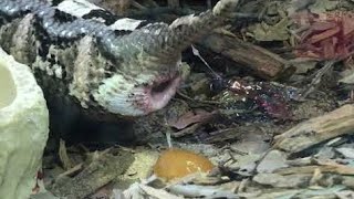 UNBELIEVABLE! HOW SNAKES GIVE BIRTH \u0026 THE SHOCKING WAY CATS DEFEAT THEM!