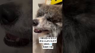 ご飯を狙いにきたが赤ちゃんがいたので諦めた秋田犬 六郎#shorts