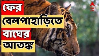 Tiger Fear LIVE : ফের বেলপাহাড়িতে বাঘের আতঙ্ক। মাইকে প্রচার করে সতর্ক করা হচ্ছে স্থানীয়দের