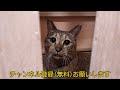 私にだけなつかない保護猫モカちゃんシャー！ウー今回だけパーンチ！のモフモフ猫じゃらしおやつタイム😸2023 06 21【保護猫 なつくまで】