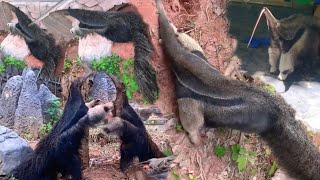 Giant Anteaters playing eating enjoying-Strange big animal