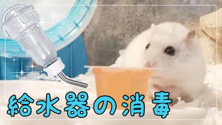 ハムスターの給水器を熱湯消毒でピカピカにする日🐹