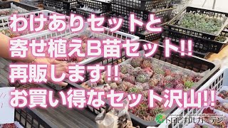 【多肉植物】わけありセットと寄せ植えB苗セット!!再販します!!お買い得なセット沢山あります!!【succulent】トロピカルガーデン