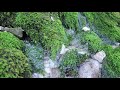 【自然音4k】 円原川の小さなせせらぎ 自然の音 relaxing sound of nature 3h 【リラックス 睡眠 癒し asmr】 4k