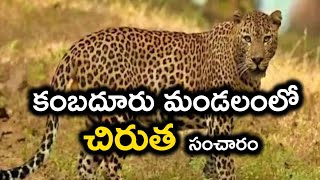 కంబదూరు మండలంలో చిరుత సంచారం!CHEETAH IN ANANTHAPUR DISTRICT PANTHER ROAMING IN KANMBADURU