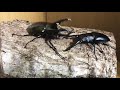 アトラスオオカブトvsギラファノコギリクワガタ