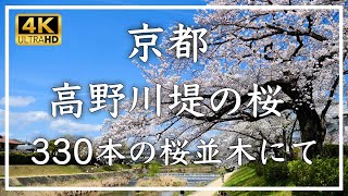 春の京都・桜 〜 高野川堤の桜 〜 出町柳から北に延びる堤沿いの桜並木。満開の桜の下をのんびり散歩するのは最高の気分です。[No.437]