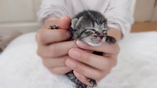 保護2日目の子猫のミルクの様子【ご乱心】