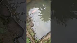 ළිදේ ඉන්න යාලුවෝ සෙට්එක  🤭😍#fish#viral #shorts